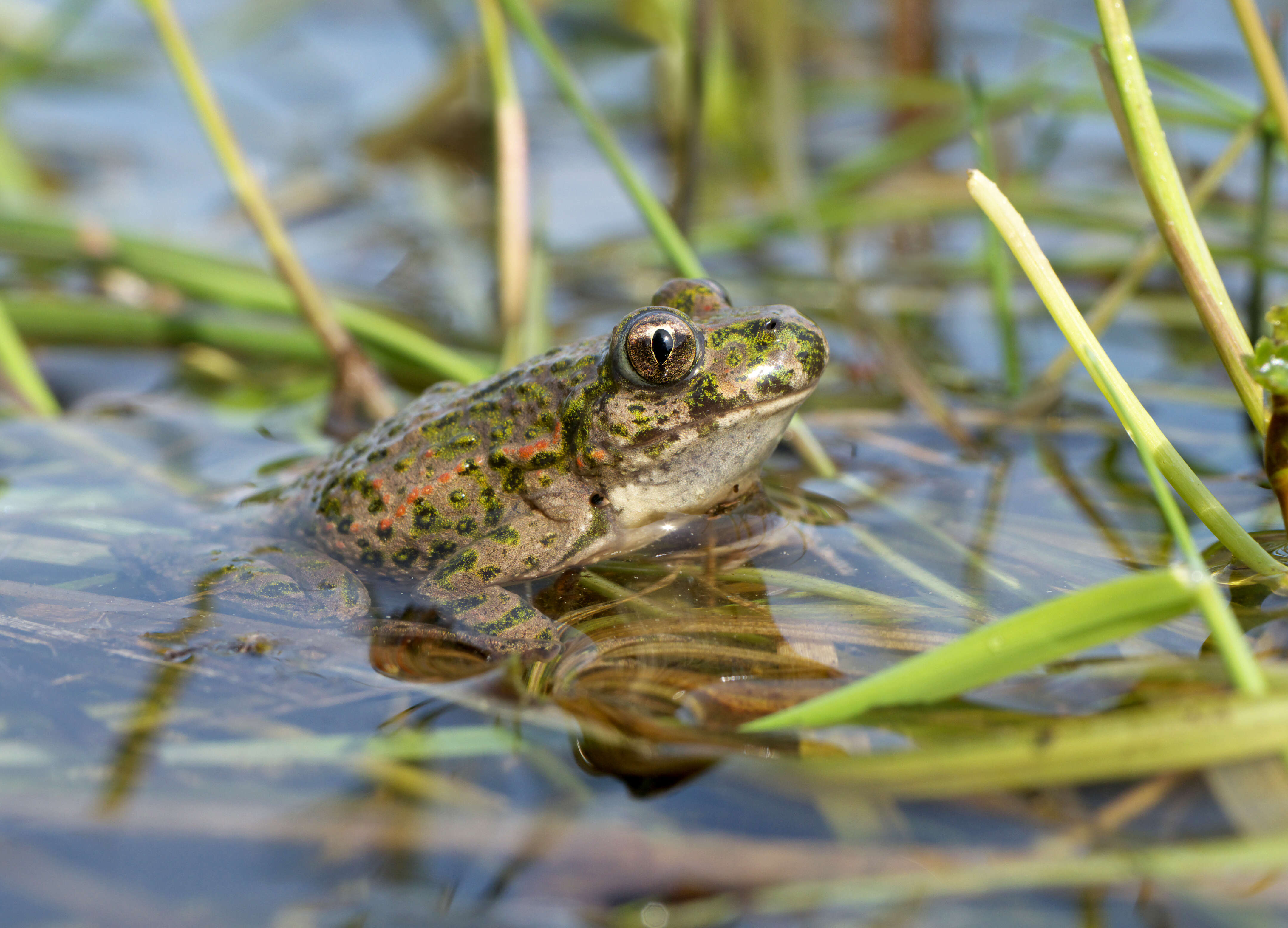 Image of Parsley Frog