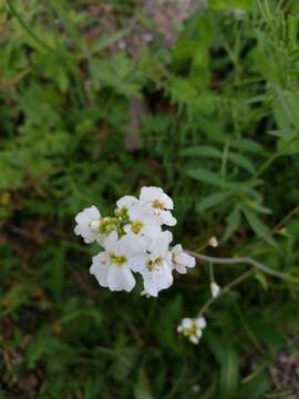 Arabidopsis arenosa subsp. arenosa的圖片