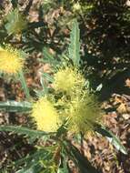 Imagem de Banksia polycephala (Benth.) A. R. Mast & K. R. Thiele