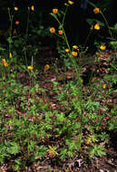 Image of common buttercup