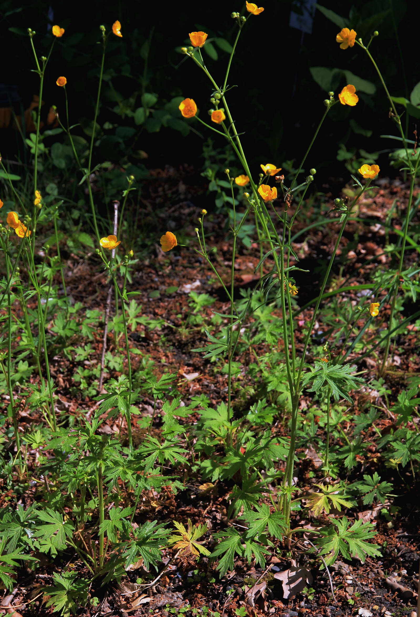 Image of common buttercup