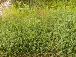 Image of cockshead sainfoin