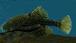 Image of Ancistrus mullerae Bifi, Pavanelli & Zawadzki 2009