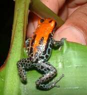 Image of Red-backed poison frog