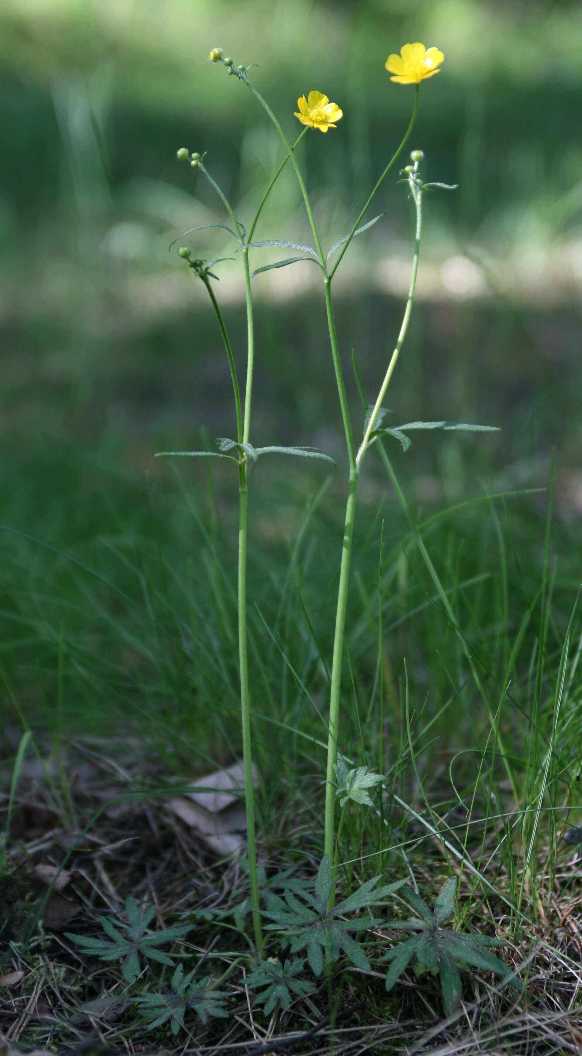 Image of common buttercup