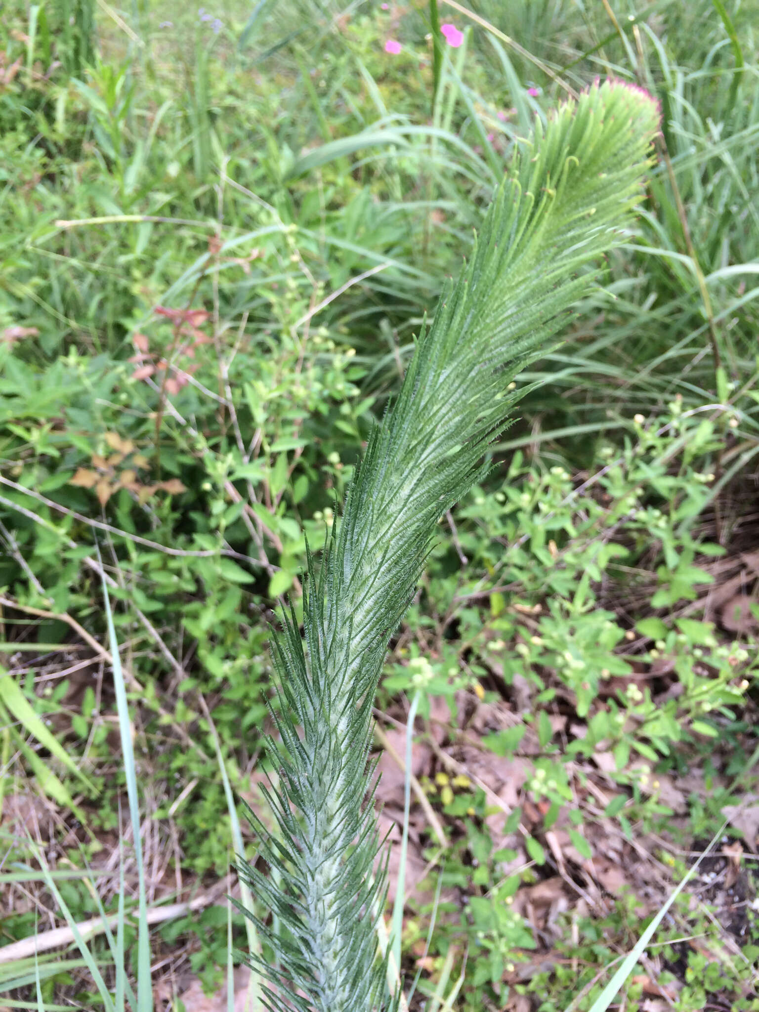 Image of prairie blazing star