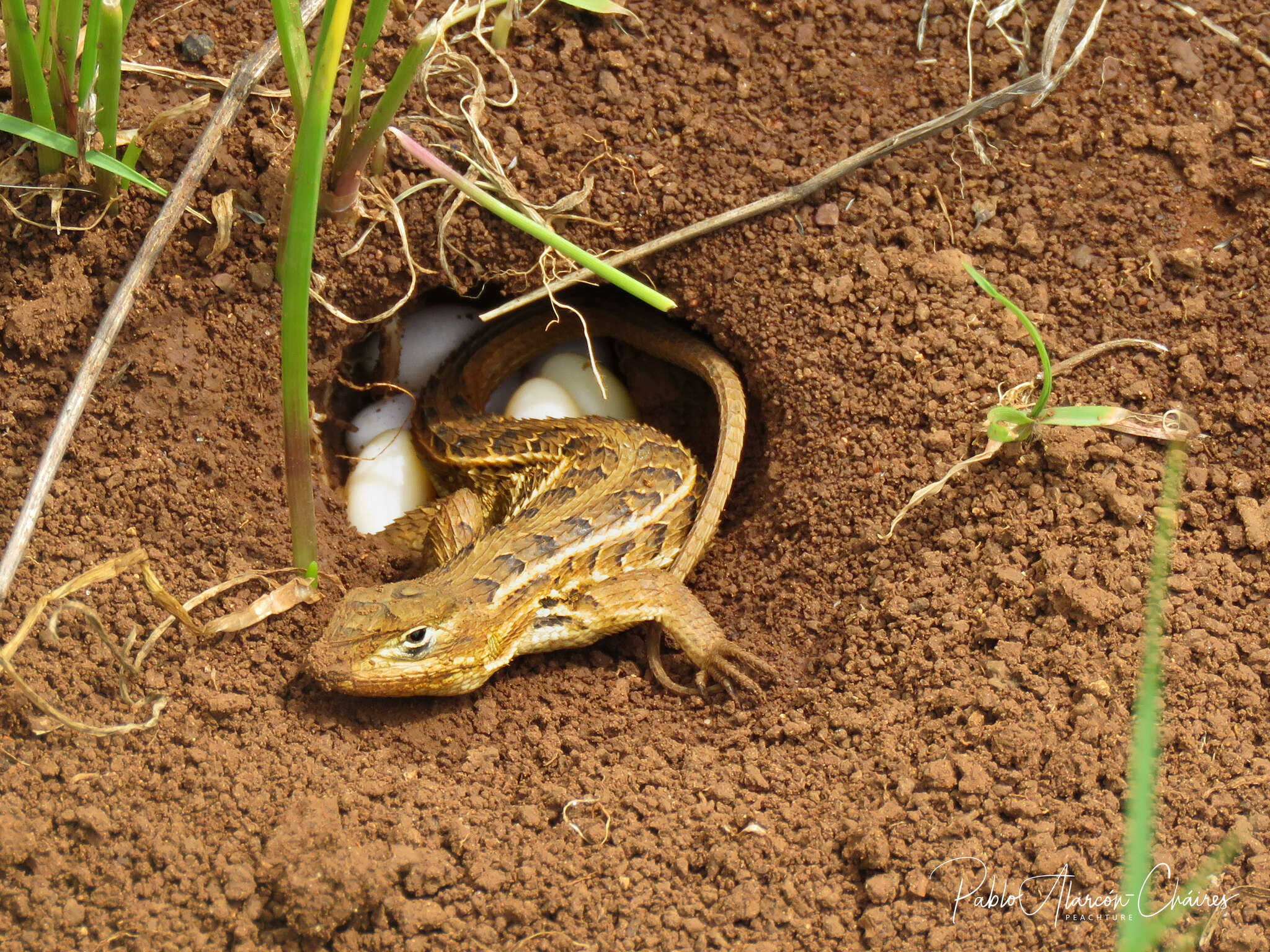 Image of Bunchgrass Lizard