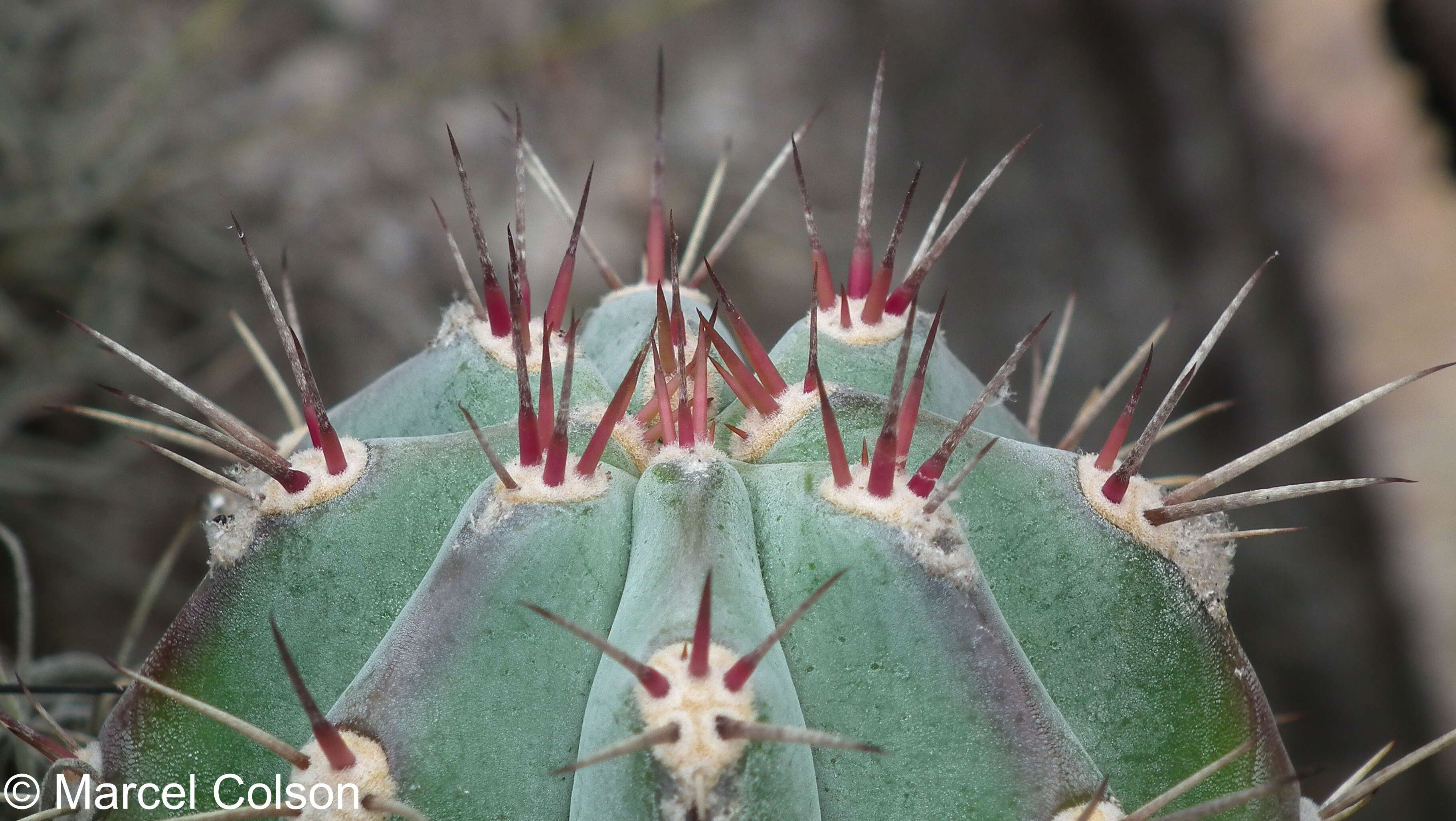 Image de Stenocereus fimbriatus (Lam.) Lourteig