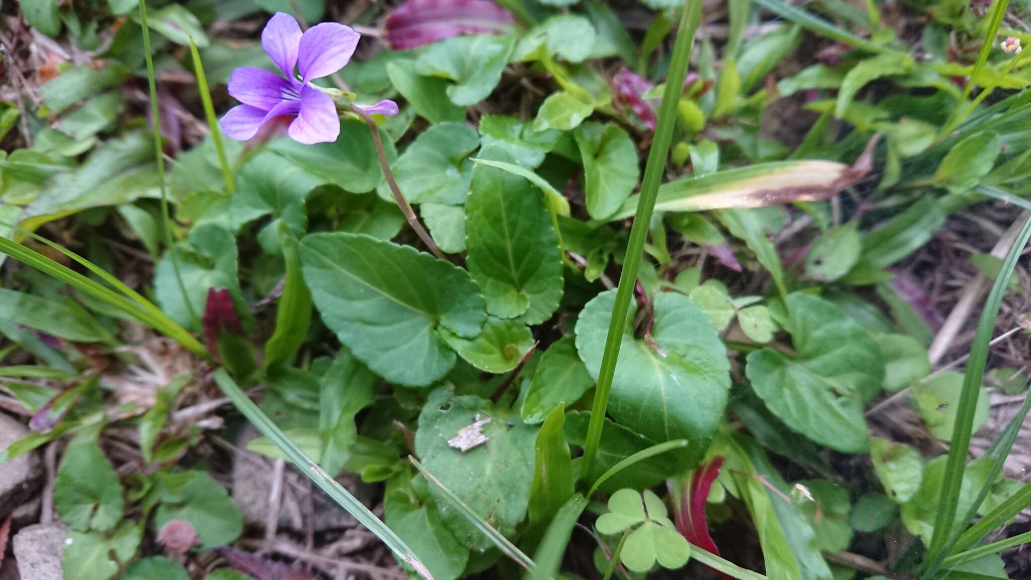 Image of Viola prionantha subsp. confusa (Champion ex Benth.) Y. S. Chen