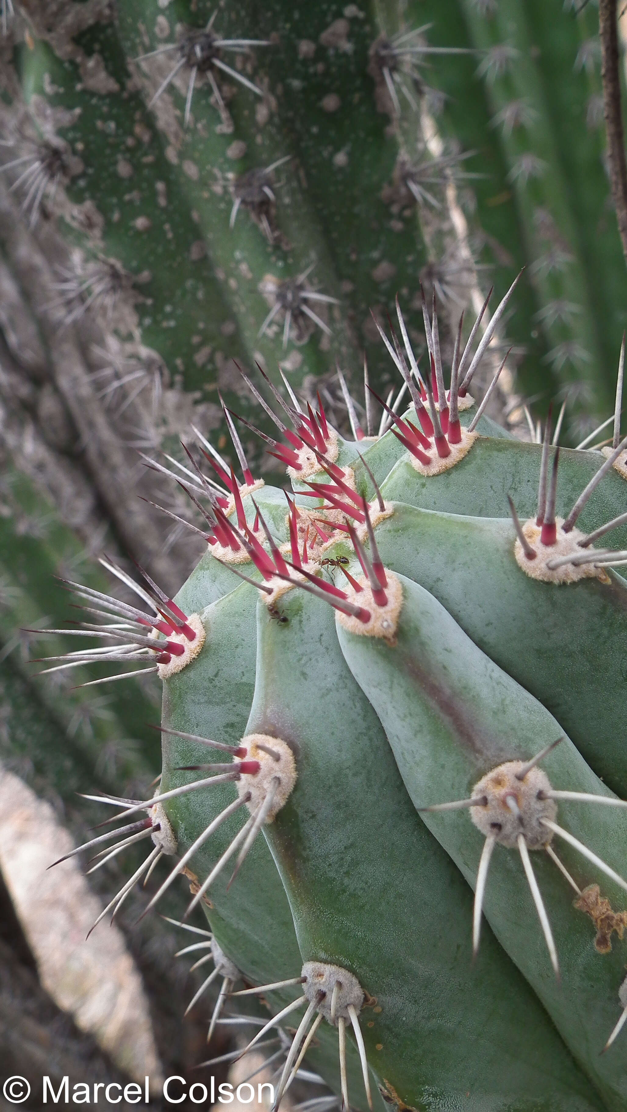 Image of Spanish stenocereus