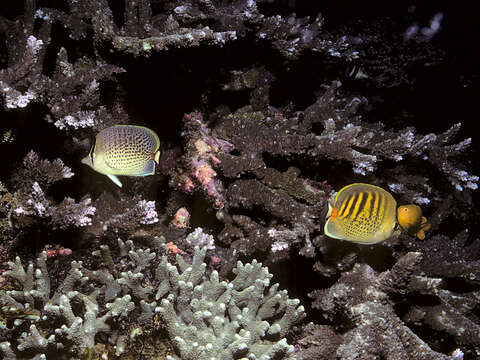 Image of Dot and dash Butterflyfish