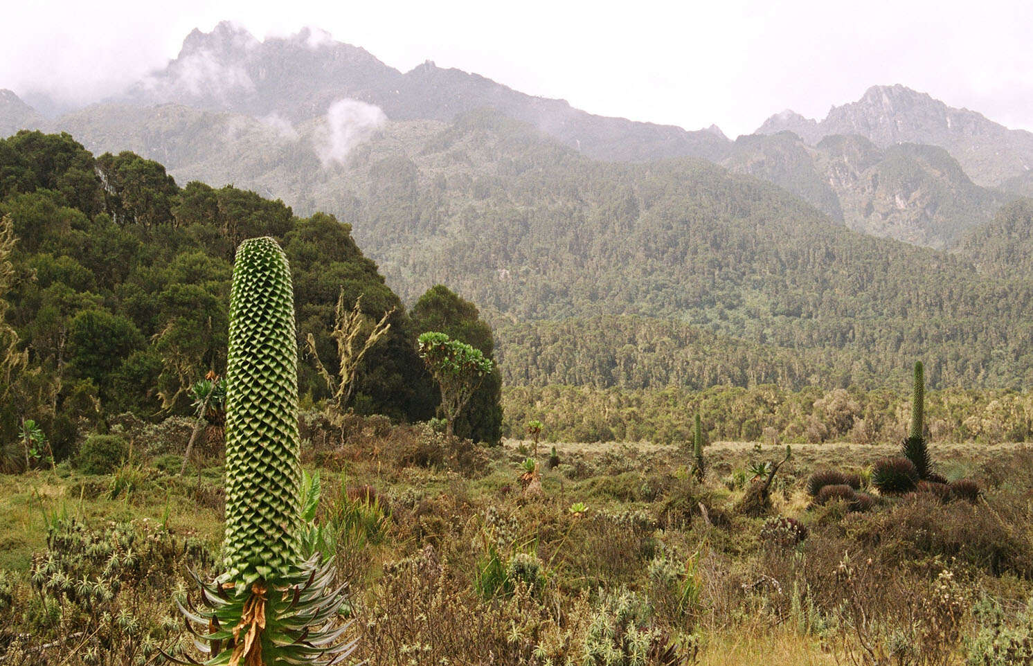 Imagem de Lobelia deckenii (Asch.) Hemsl.