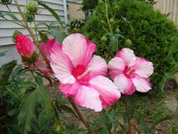 Image of Scarlet Rose-Mallow