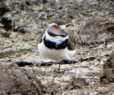 Слика од Charadrius tricollaris tricollaris Vieillot 1818