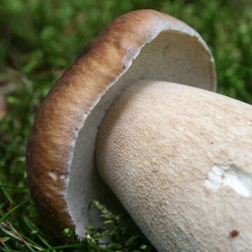 Image of Cep