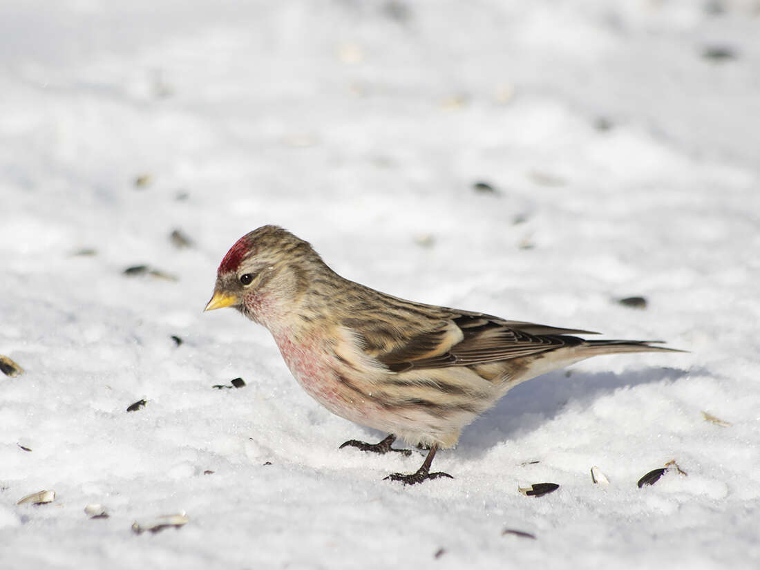 Image of Common Redpoll