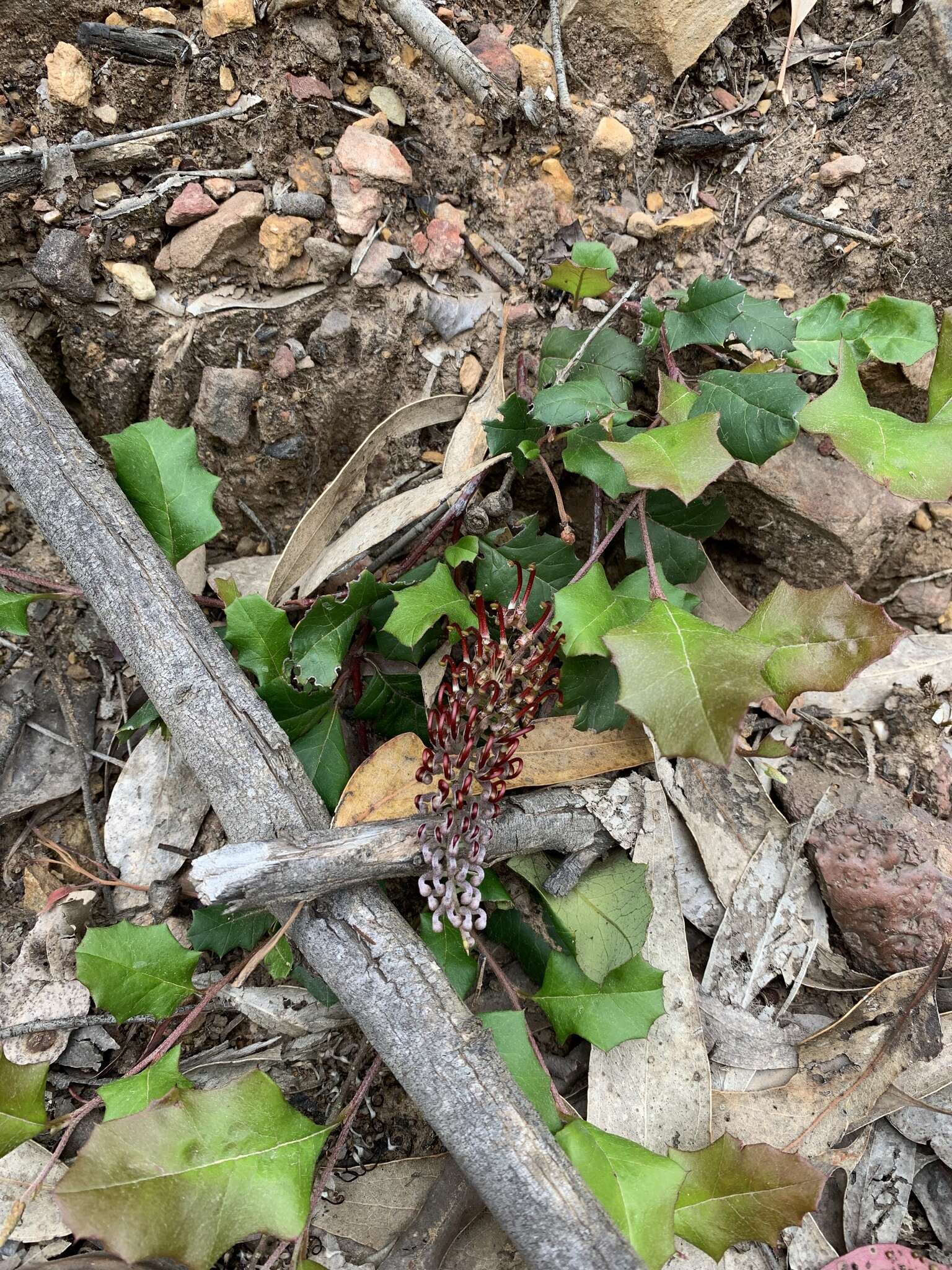 Image of Grevillea repens F. Müll.