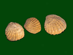 Image of Carditoidea Férussac 1822