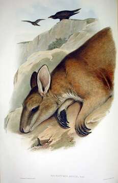 Image of Agile Wallaby