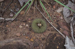 Image of Frailea chiquitana Cárdenas