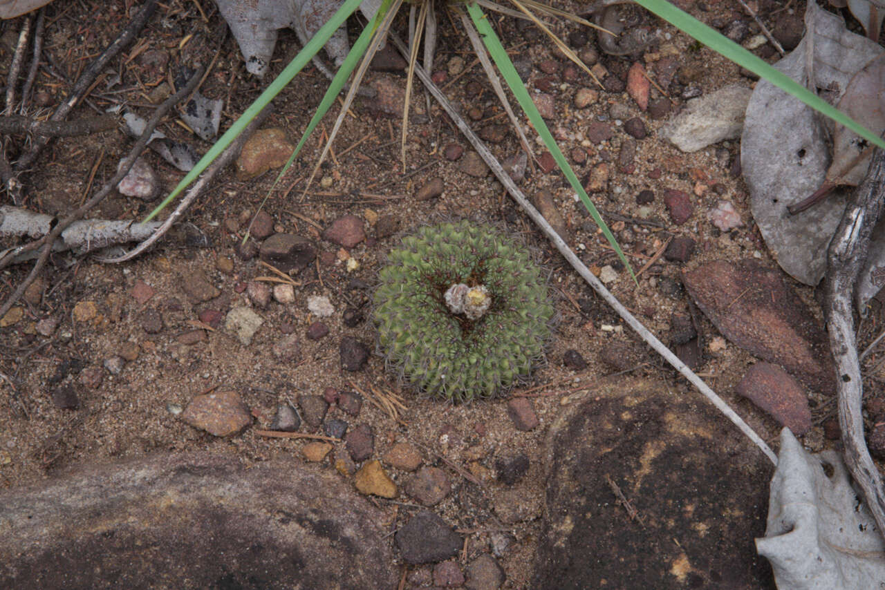 Image of Frailea chiquitana Cárdenas