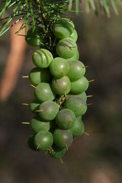 Image of Persoonia pinifolia R. Br.