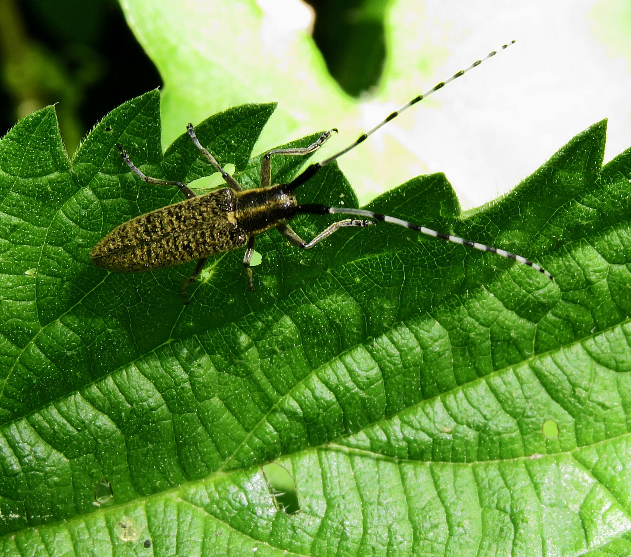 Image of Agapanthia (Epoptes) villosoviridescens (Degeer 1775)