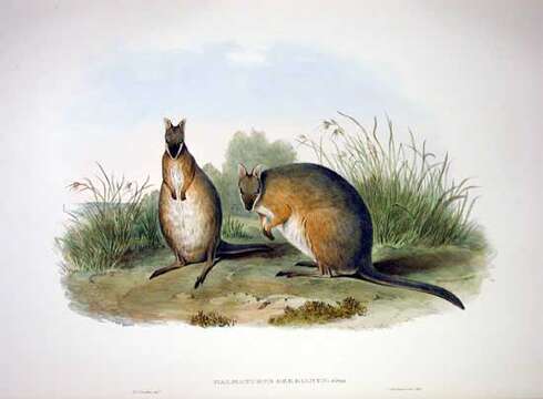 Imagem de Macropus eugenii (Desmarest 1817)