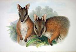 Image of Dama Wallaby