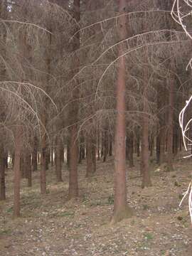 Image of Norway spruce