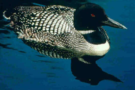 Image of loons