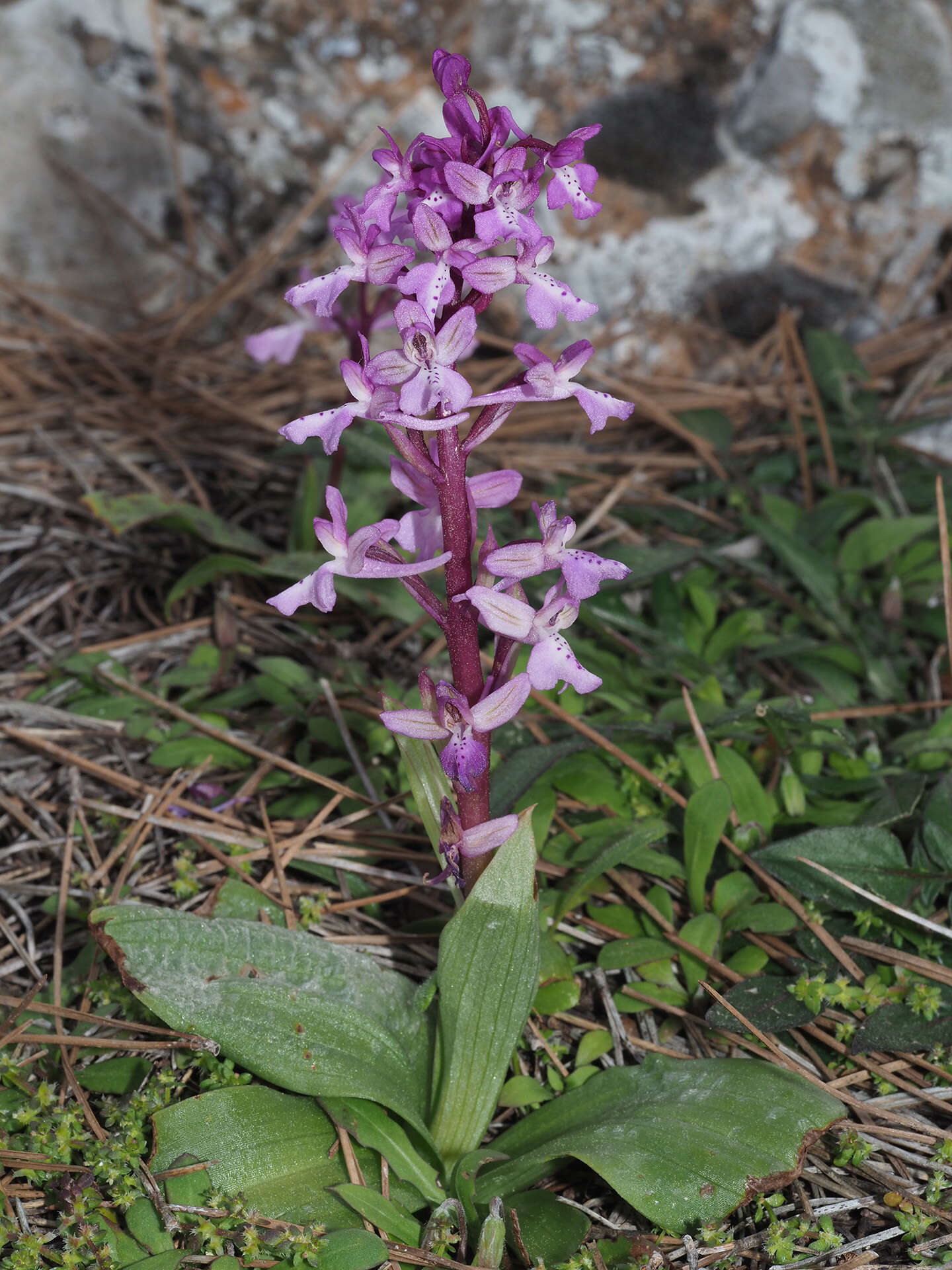 Image of Orchis sezikiana B. Baumann & H. Baumann