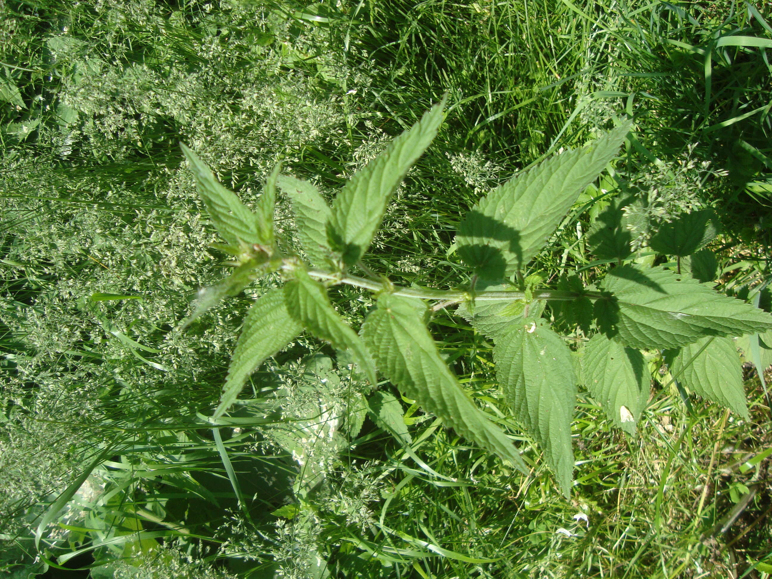 Image of Common Nettle