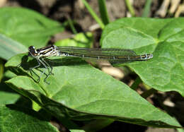 Image of Azure Bluet