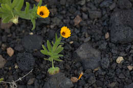 Image of field marigold