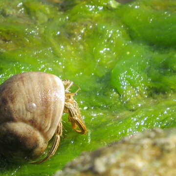 Image de Clibanarius vittatus (Bosc 1801)