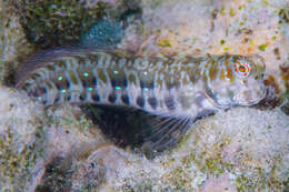 Blenniella paula (Bryan & Herre 1903) resmi