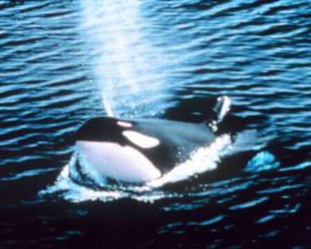 Image of killer whale