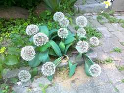 Image of Turkestan onion