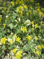 Image of yellow stingbush