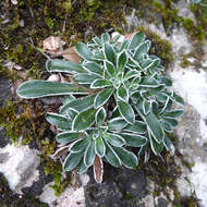 Image of Saxifraga catalaunica Boiss. & Reut.