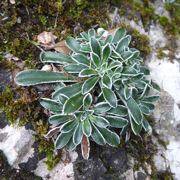 Imagem de Saxifraga catalaunica Boiss. & Reut.