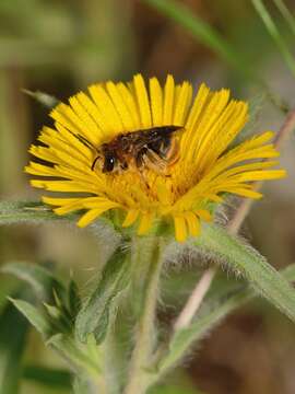 Image of Eucera cinnamomea Alfken 1935