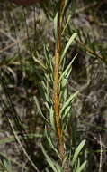 Image of Leucadendron cinereum (Sol. ex Aiton) R. Br.