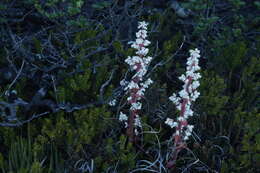 Image of Dracophyllum milliganii Hook.