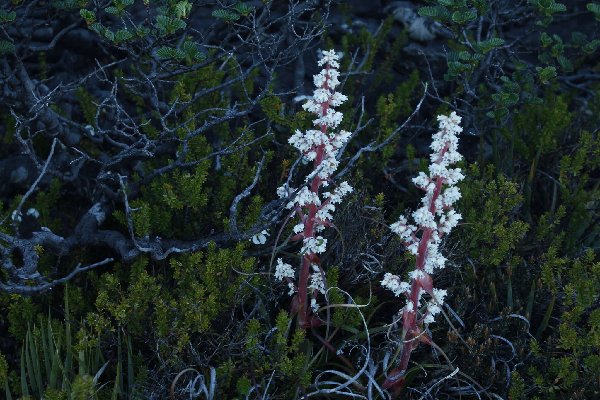 Image of Dracophyllum milliganii Hook.