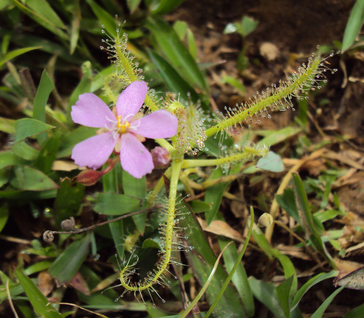 Image of Indian Sundew