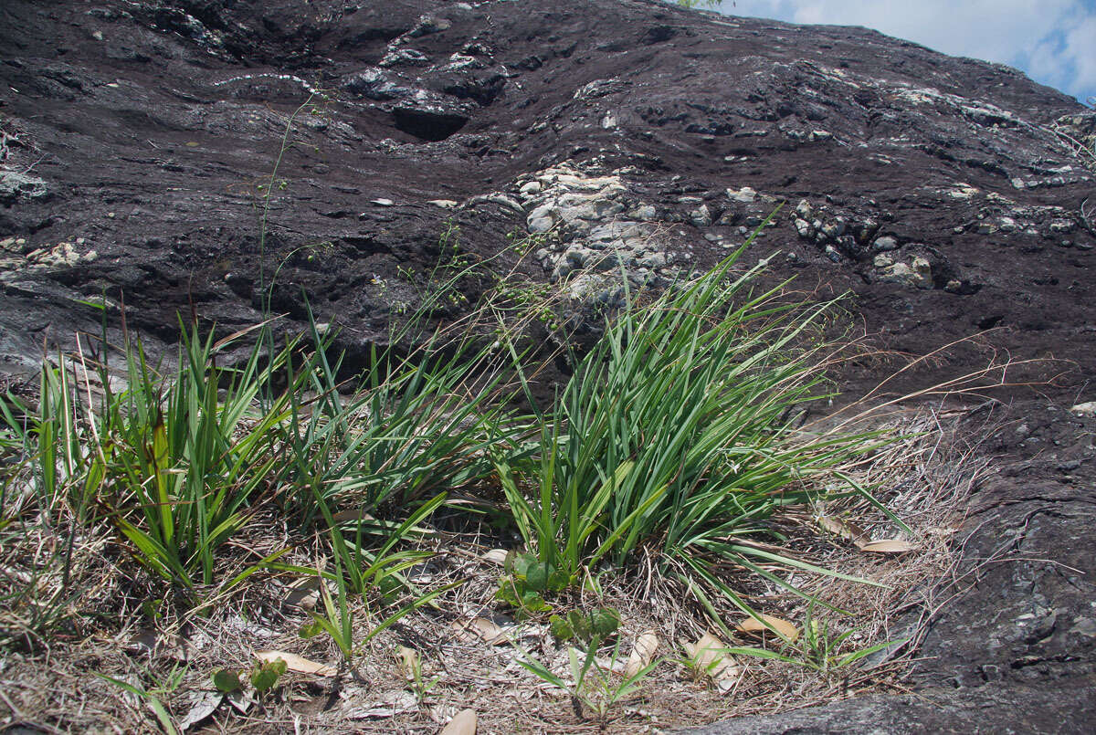 Image of northern vanilla lily