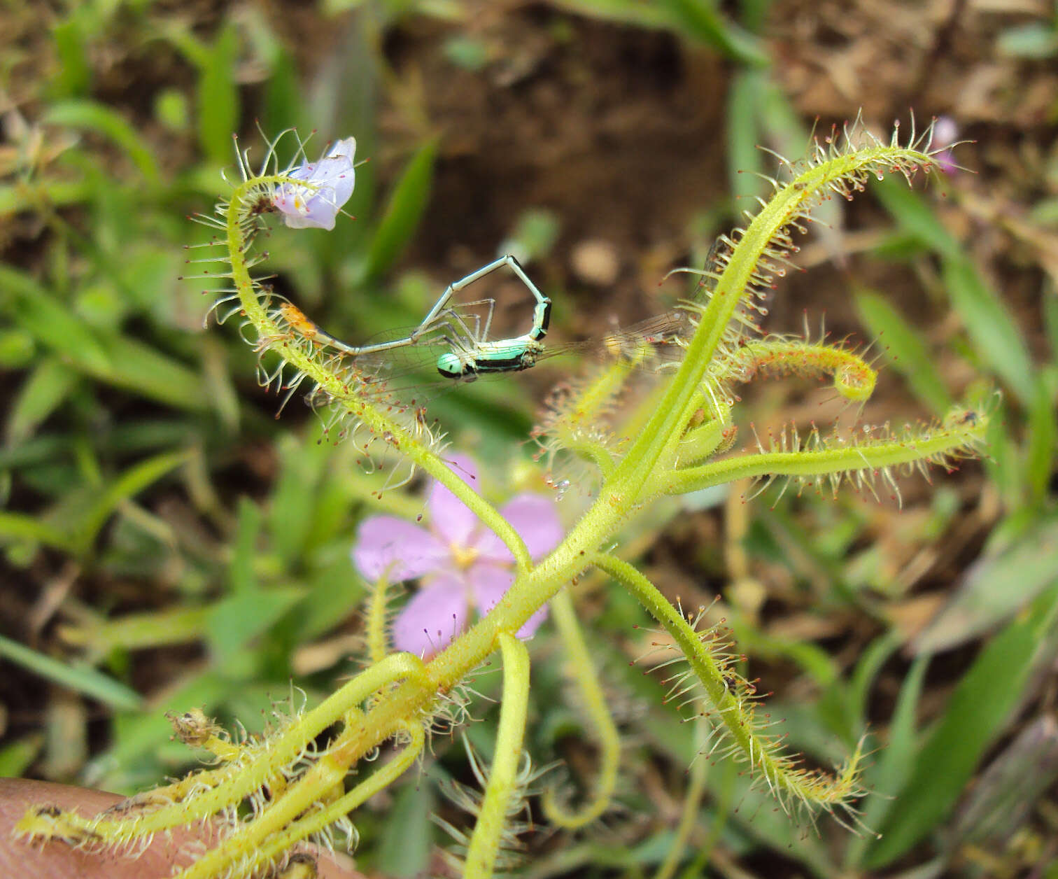 Image of Indian Sundew