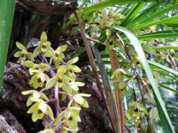 Image of Snake orchid